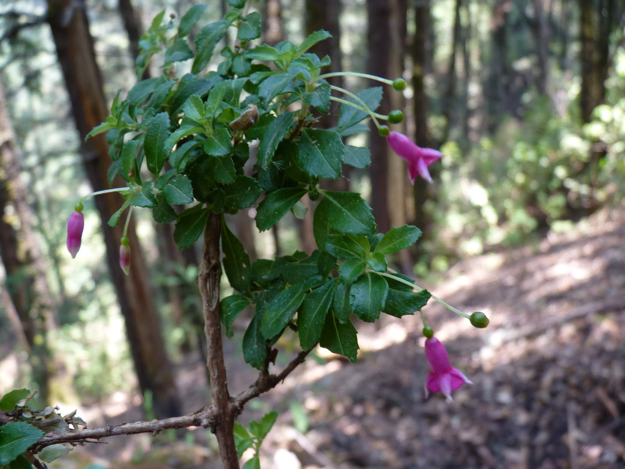 Fuchsia microphylla